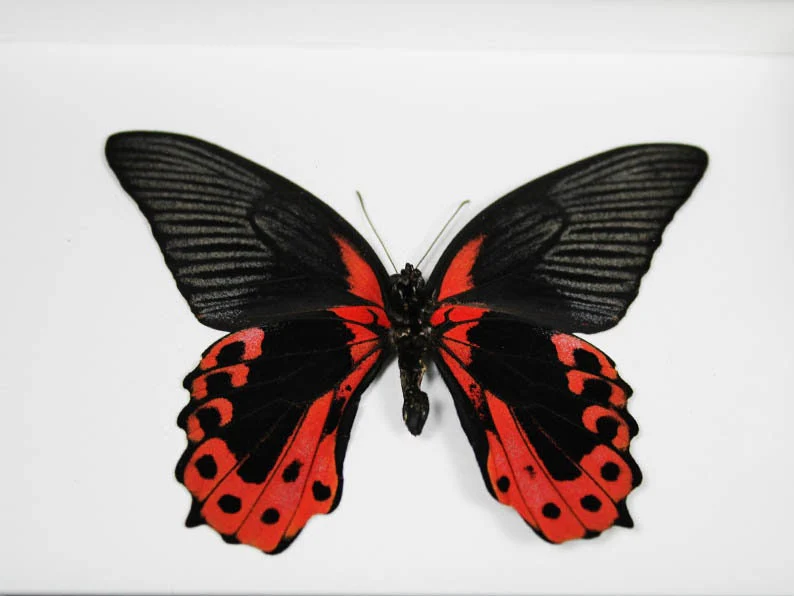 Scarlet Mormon Butterfly in a Frame