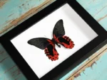 Scarlet Mormon Butterfly in a Frame