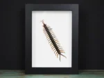 Scolopendra sp. Centipede in a Frame