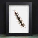 Scolopendra sp. Centipede in a Frame