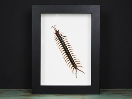 Scolopendra sp. Centipede in a Frame