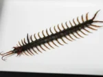 Scolopendra sp. Centipede in a Frame