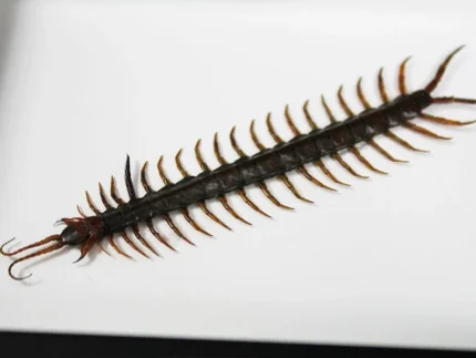 Scolopendra sp. Centipede in a Frame