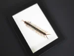 Scolopendra sp. Centipede in a Frame