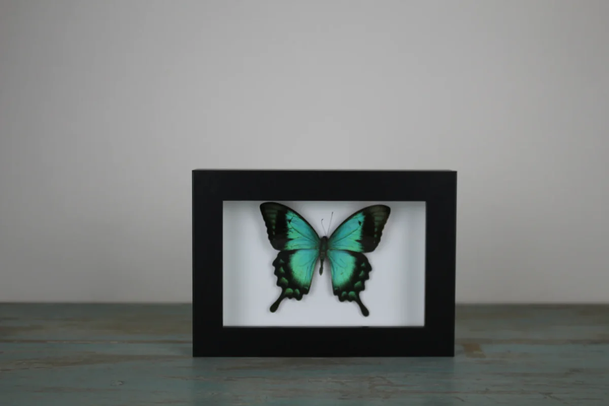 Sea Green butterfly in a Frame