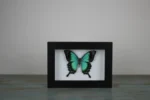 Sea Green butterfly in a Frame