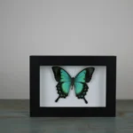 Sea Green butterfly in a Frame