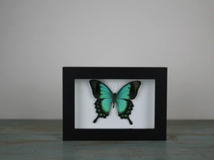 Sea Green butterfly in a Frame