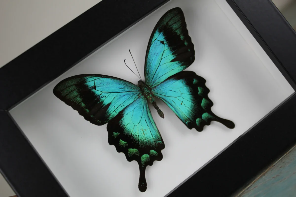 Sea Green butterfly in a Frame
