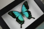 Sea Green butterfly in a Frame