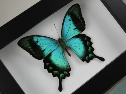 Sea Green butterfly in a Frame