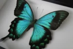 Sea Green butterfly in a Frame