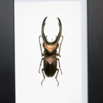 Stag-Beelte-in-a-Frame