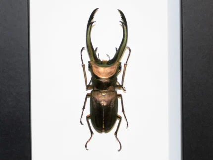 Stag-Beelte-in-a-Frame