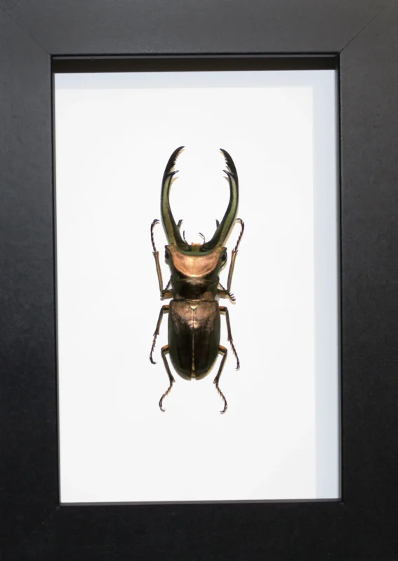 Stag-Beelte-in-a-Frame