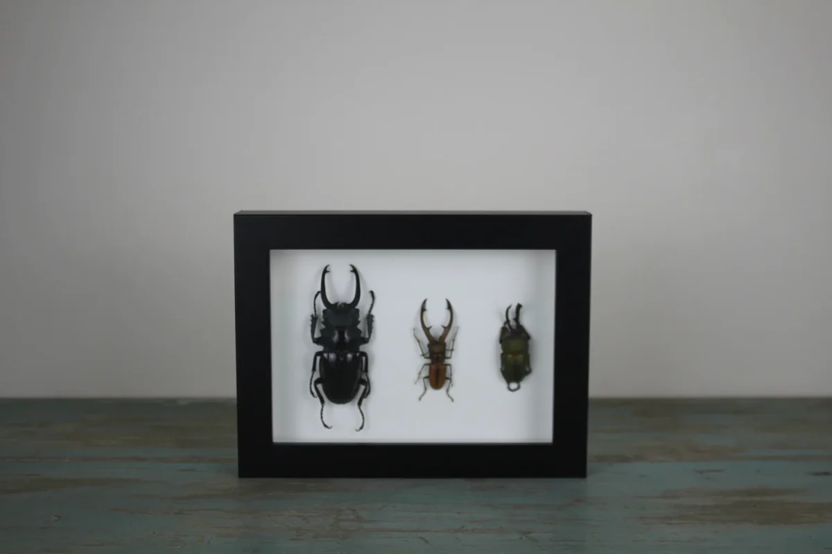Stag Beetles in a Frame