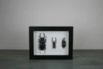 Stag Beetles in a Frame