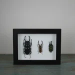 Stag Beetles in a Frame