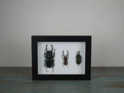 Stag Beetles in a Frame