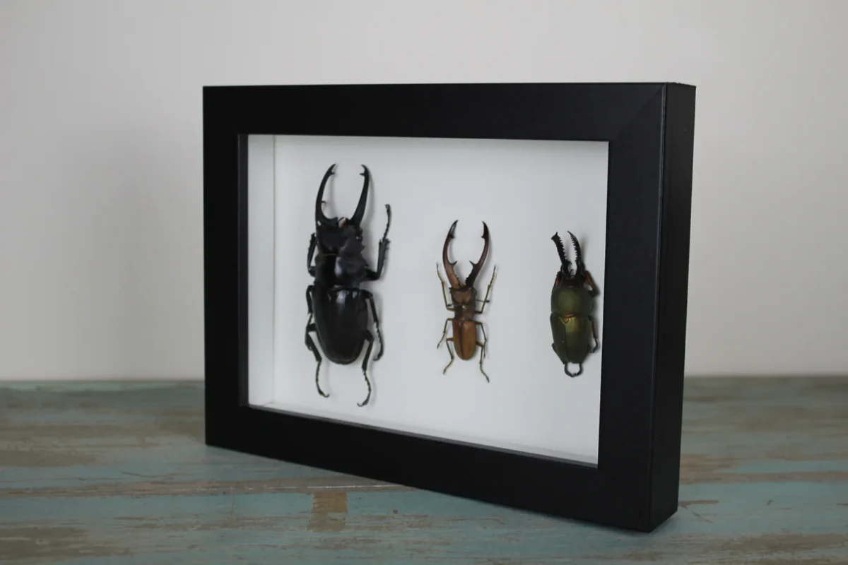 Stag Beetles in a Frame