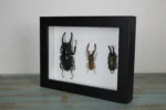 Stag Beetles in a Frame