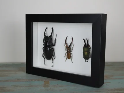 Stag Beetles in a Frame