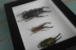Stag Beetles in a Frame