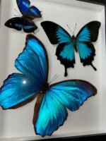 Swirl of Butterfly Delight