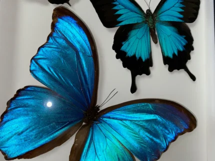 Swirl of Butterfly Delight