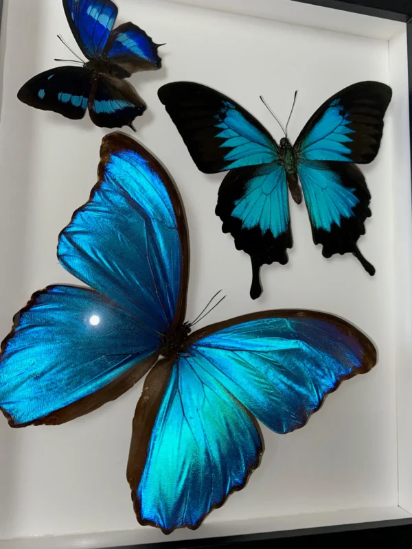 Swirl of Butterfly Delight