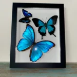 Swirl of Butterfly Delight