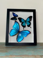 Swirl of Butterfly Delight