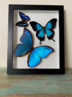 Swirl of Butterfly Delight