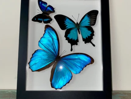 Swirl of Butterfly Delight