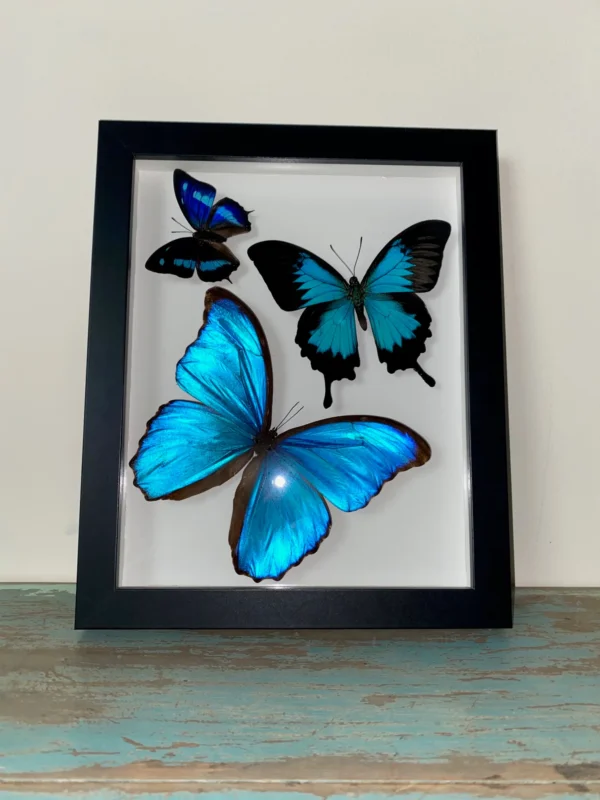 Swirl of Butterfly Delight