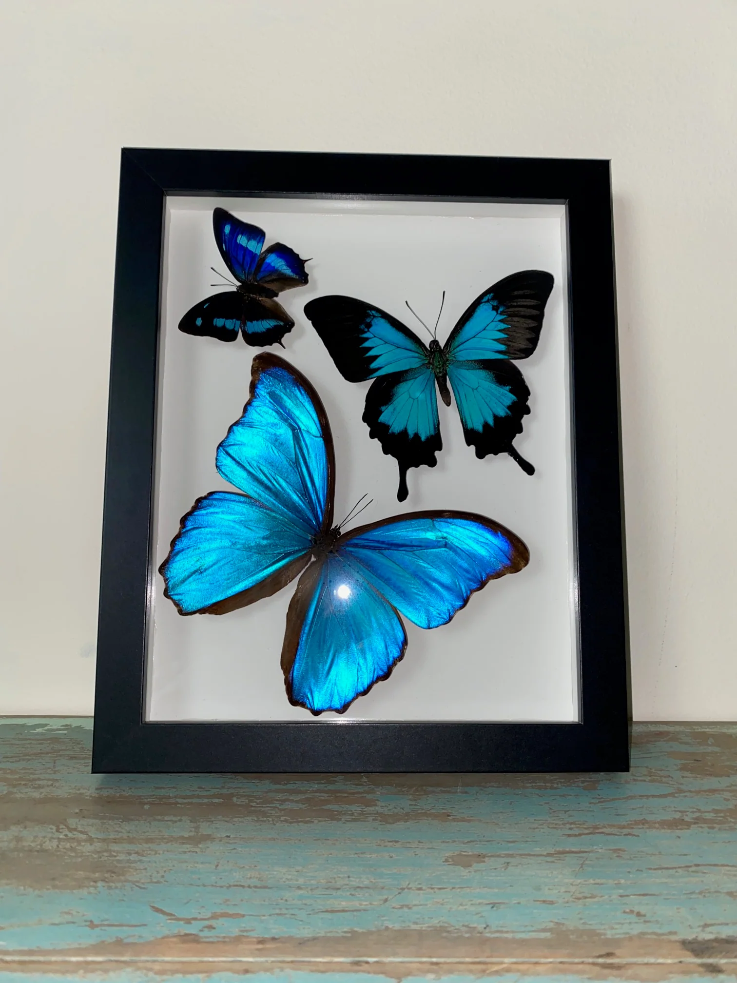Swirl of Butterfly Delight Swirl of Butterfly Delight