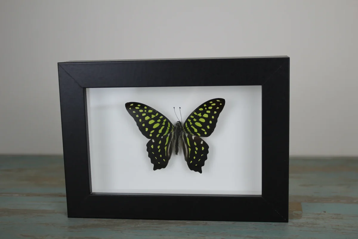 Tailed jay butterfly in a Frame
