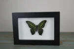 Tailed jay butterfly in a Frame