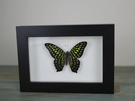 Tailed jay butterfly in a Frame