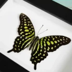 Tailed jay butterfly in a Frame