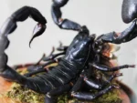 The Majestic Malaysian Scorpion Dome - Image 3