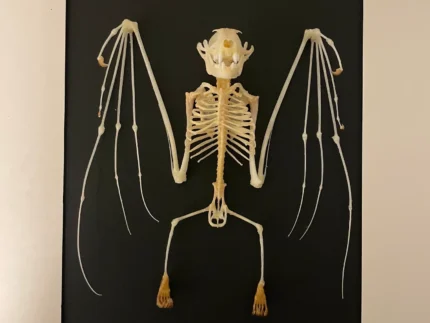 skeleton-of-a-Short-nosed-fruit-bat