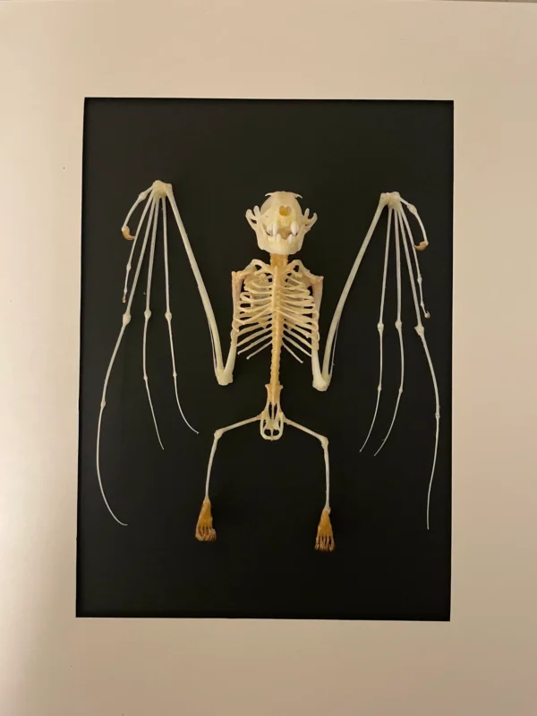 skeleton-of-a-Short-nosed-fruit-bat