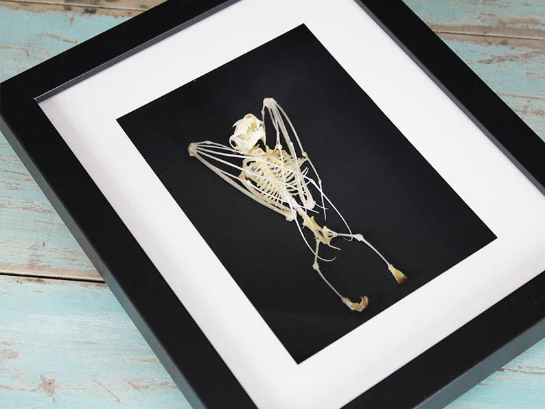 skeleton-of-a-Short-nosed-fruit-bat