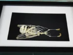 skeleton-of-a-Short-nosed-fruit-bat