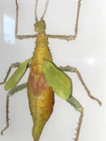 Thorny Leaf Insect Framed