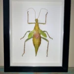 Thorny Leaf Insect Framed