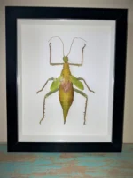 Thorny Leaf Insect Framed