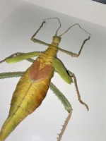 Thorny Leaf Insect Framed