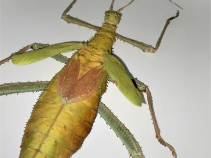 Thorny Leaf Insect Framed